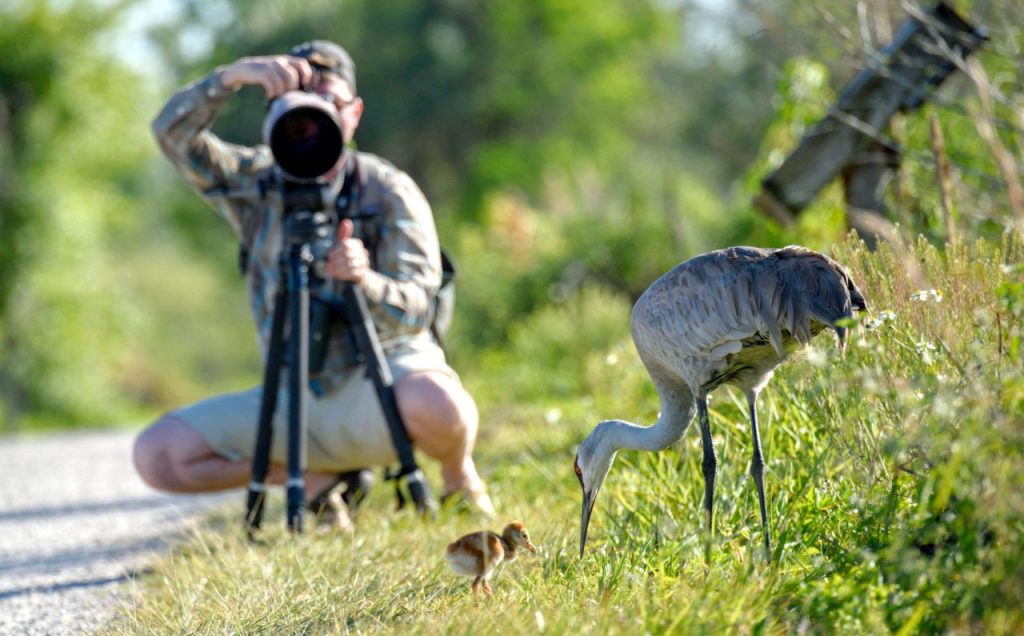 Capturing the Beauty of Nature: Wildlife Photography - Nordic Circus