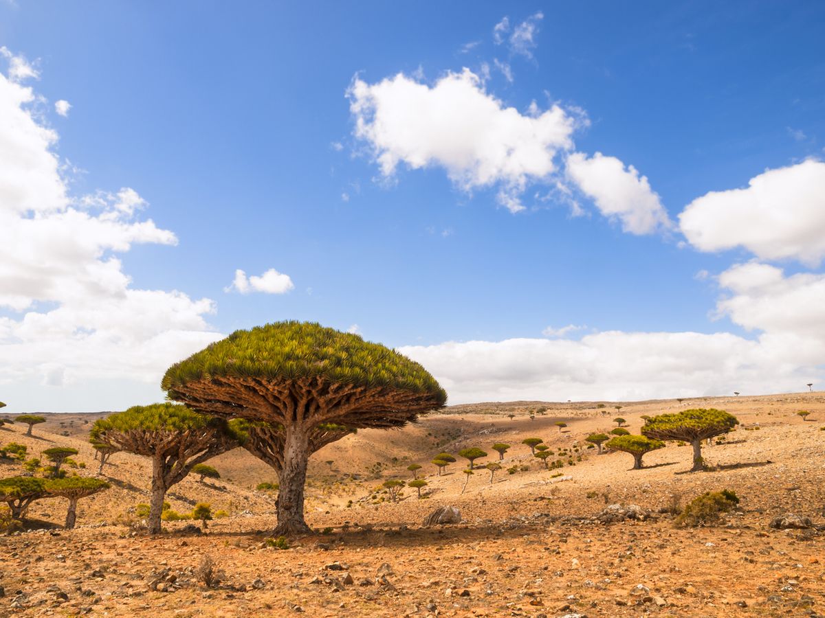 melangkah-ke-dunia-lain-di-pulau-socotra